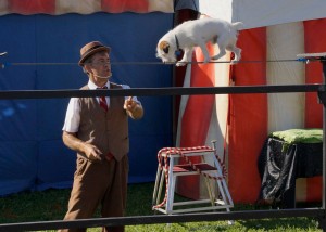 _TIGHTROPE DOG 14