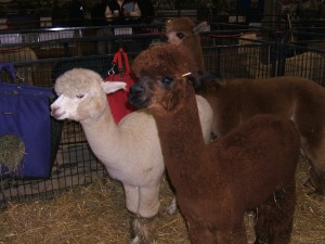 ALPACA DAY 2014 006