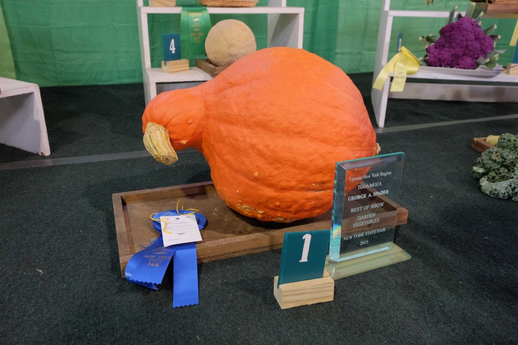 BLUE RIBBON GOURD 15