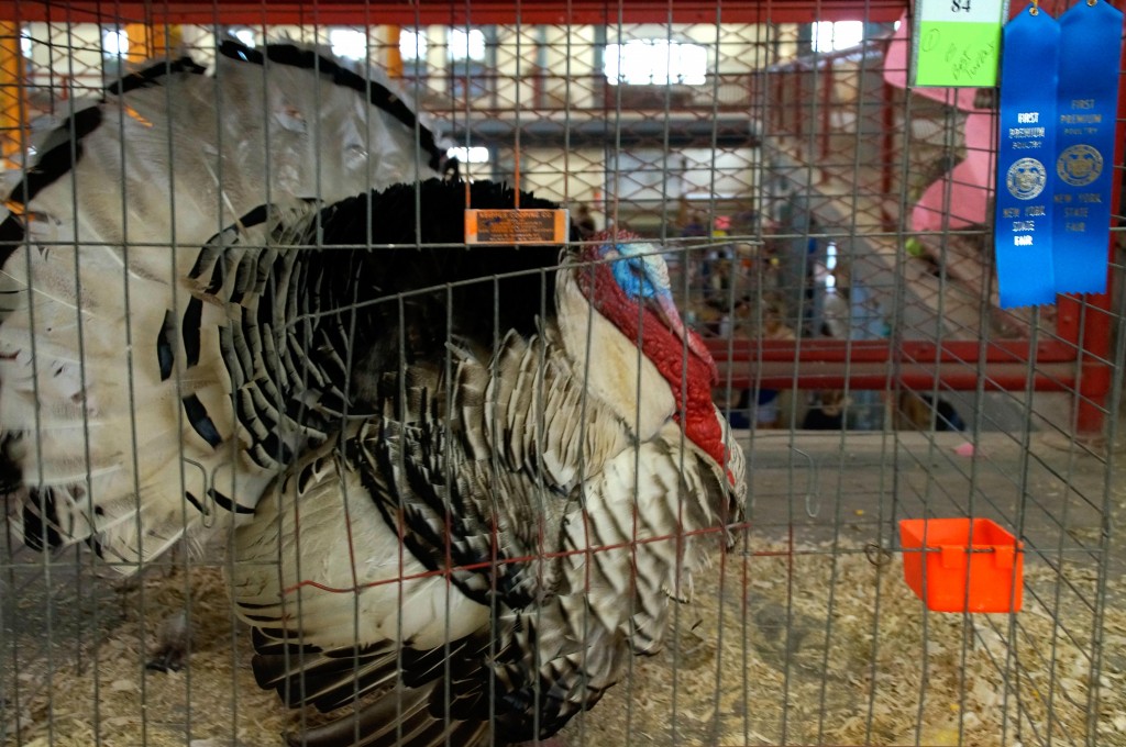 BLUE-RIBBON TURKEY 14