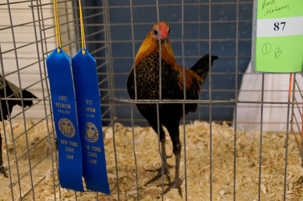 Blue ribbon bird 14