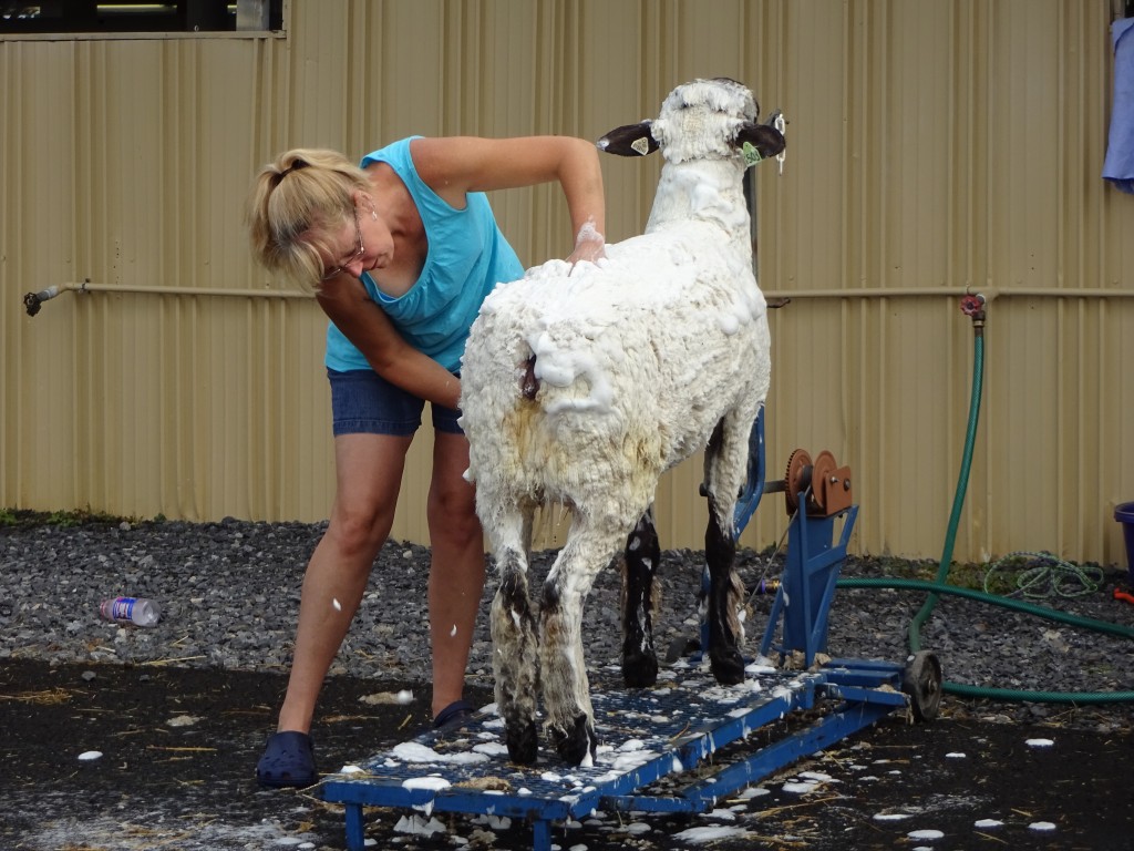 An exhibitor soaps up her goat for competition.