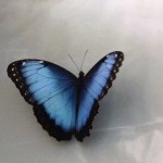 blue-butterfly-16