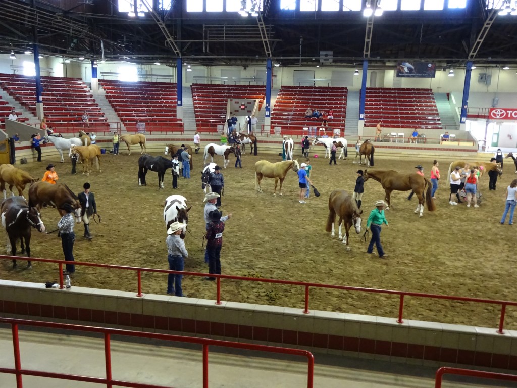 horse-show-aug-16