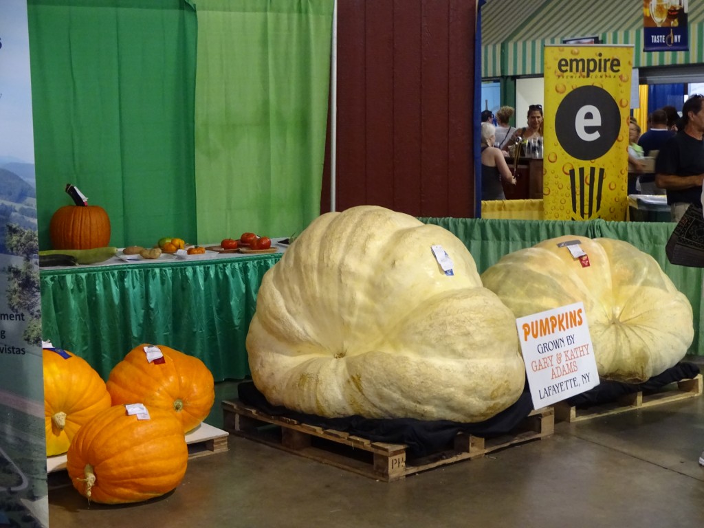 huge-pumpkins-16