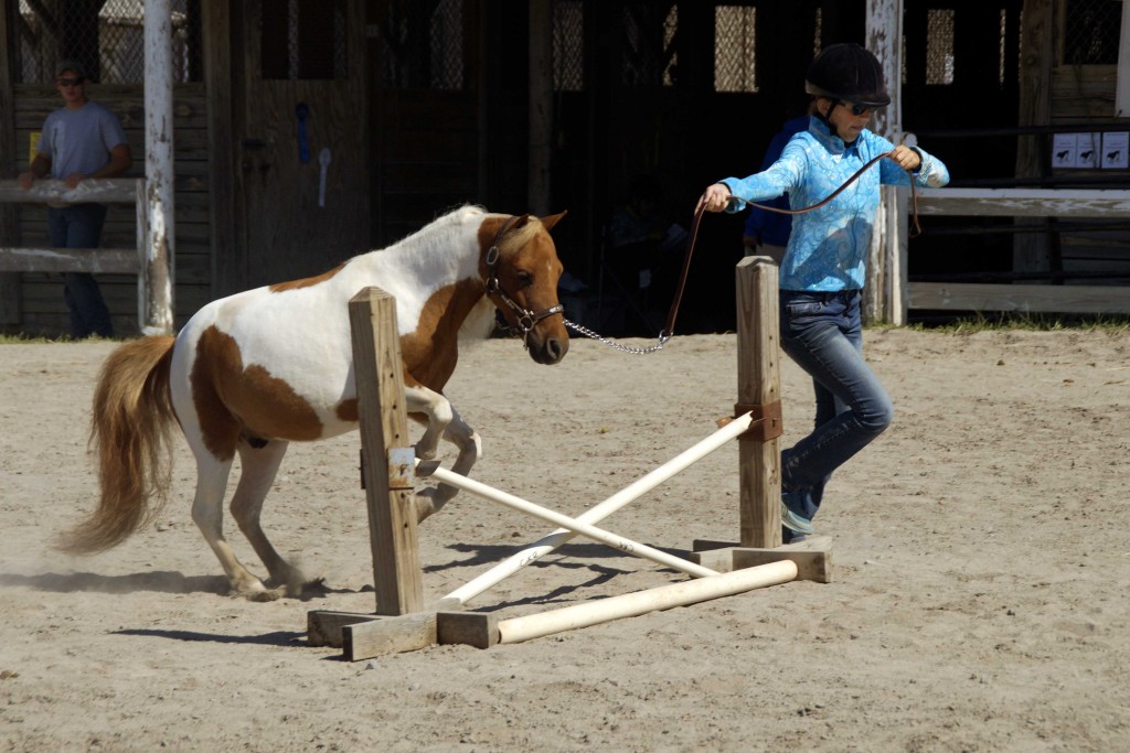 If you haven't seen the 4-H mini horse competitions, be sure to go next year.  