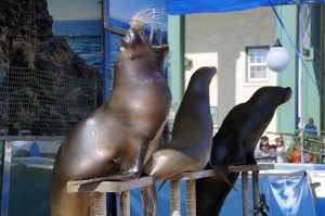 singing-seals-16