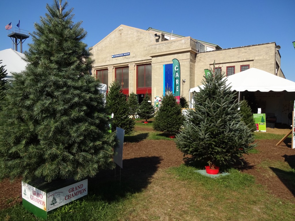 The Christmas Tree Growers always deck the Fair with some fine specimens. If yours looks this good, you're doing great.