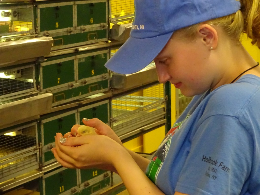 The Youth Building is a great place to pick up chicks, as many kids discover every year.