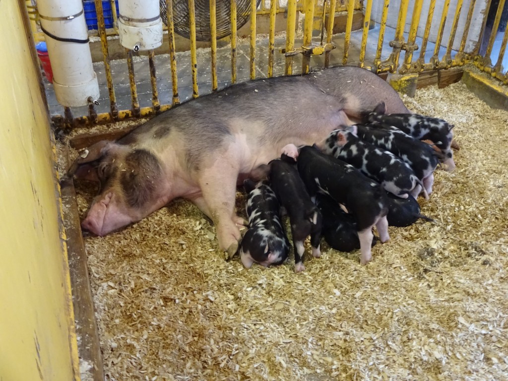 Nursing piglets are a perennial favorite of livestock fans at the new York State Fair.