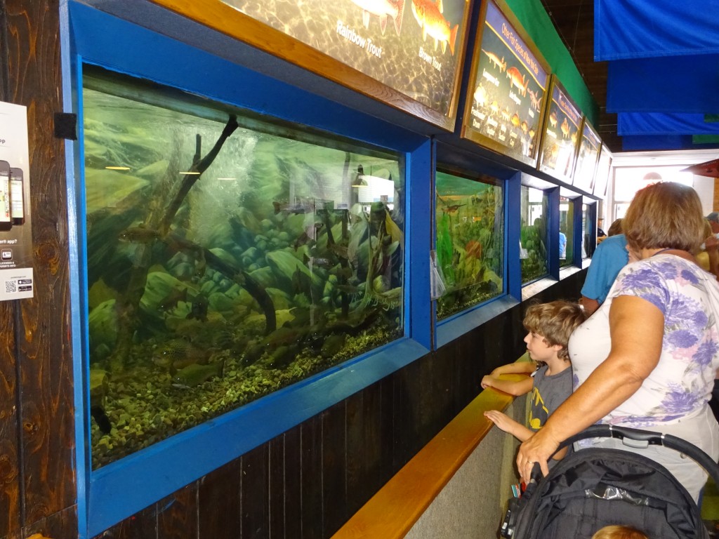 The DEC fish tanks, located in the colonnade, attract wildlife fans of all ages. 