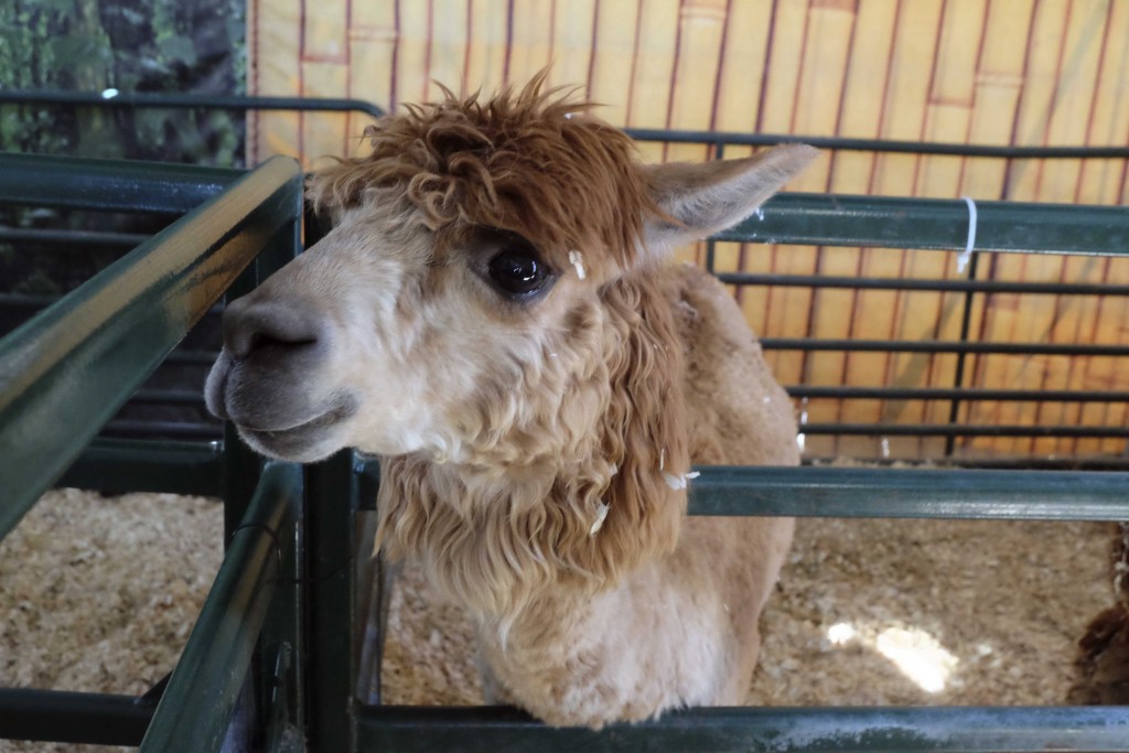 The first few days of the Fair features llamas in the goat and swine barn. 