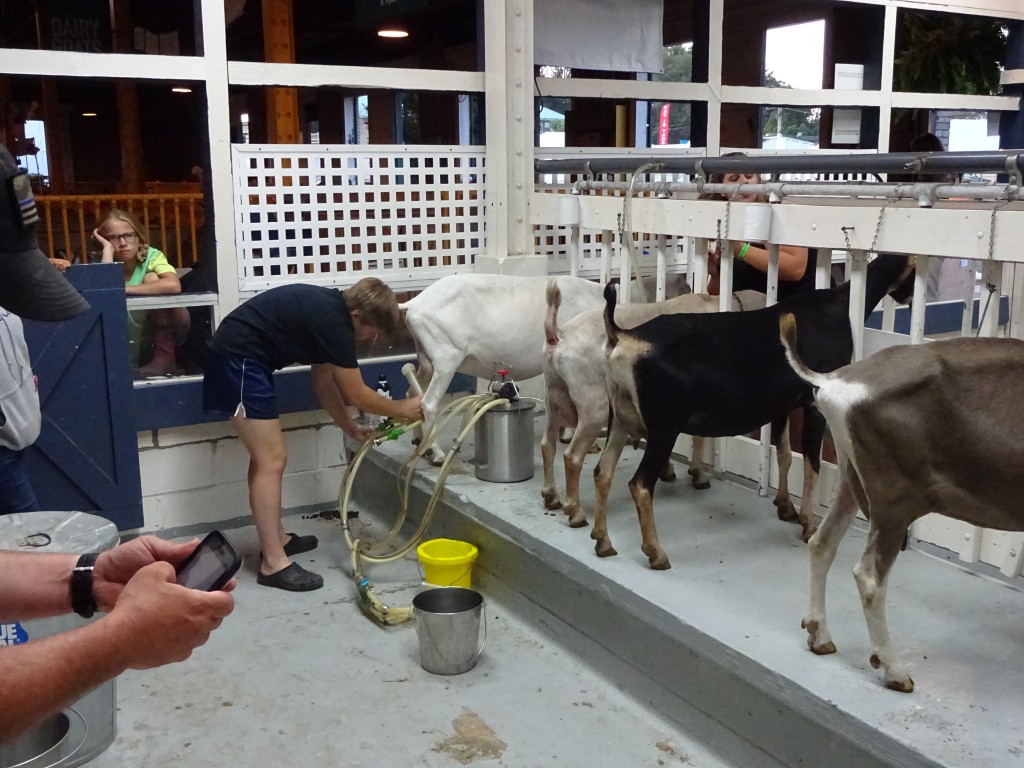 GOAT MILKING 17