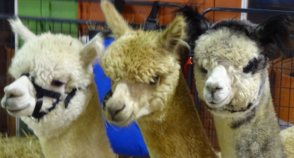 3 ALPACAS 16