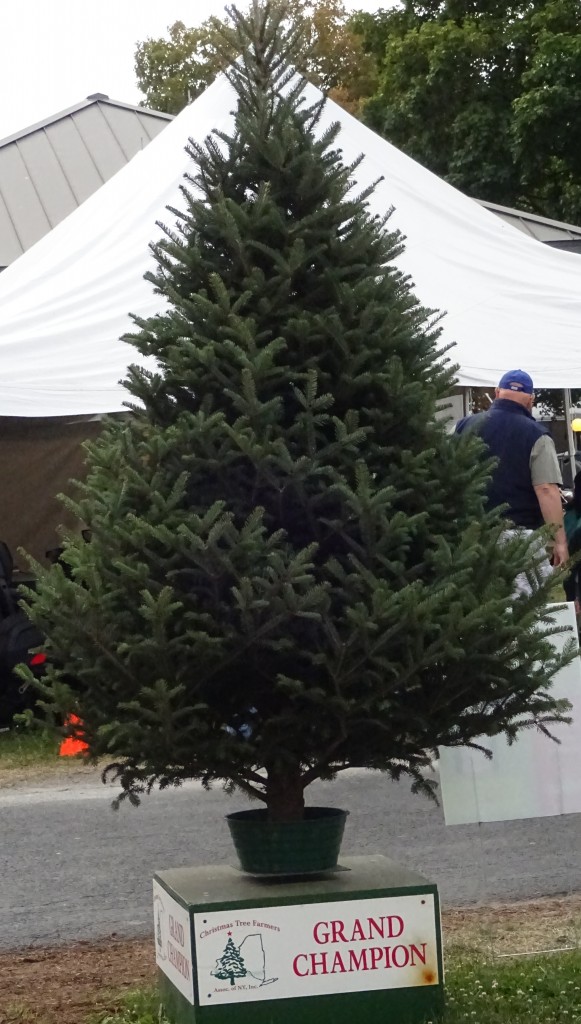 If you're wondering what the perfect Christmas tree looks like, New York State tree growers chose this beauty at last year's State Fair.