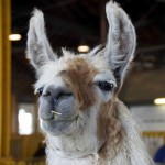 LLAMA FACE 17