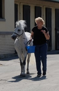 HORSE WALK