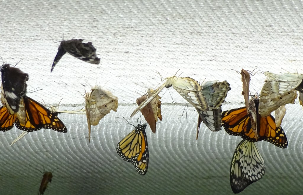 The butterfly tent in the Horticulture Building has become a perennial favorite at the New York State Fair.