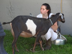 GOAT GROOMING 19