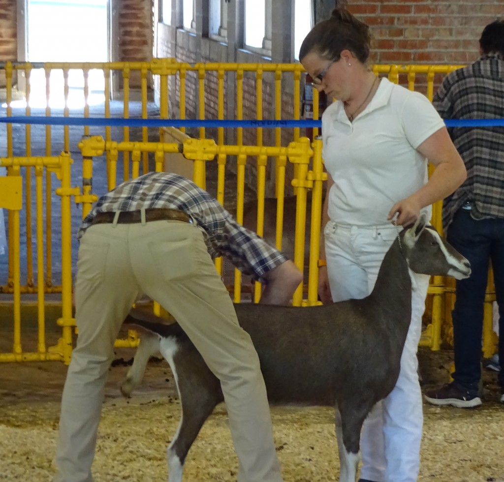 Root for your favorite farm animal at the New York State Fair.