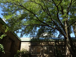 COURTYARD TREE 16