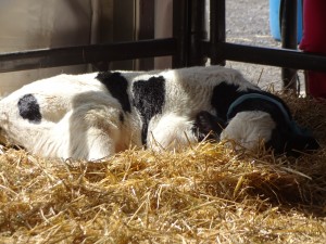 SLEEPING CALF 19