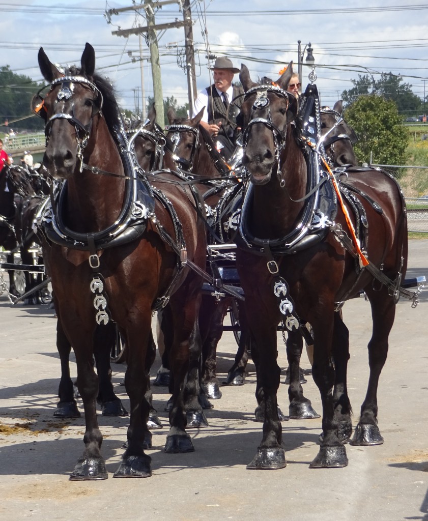 The International Horse Show rides into the Fair for its exciting 2020 run.