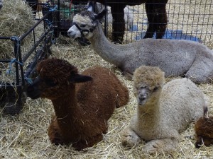 LYING ALPACAS 18