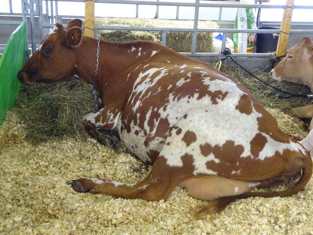 Beautiful cows and many other livestock animals will be there to greet you when you arrive at the New York State Fair.