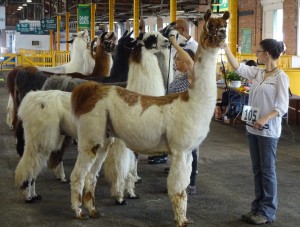 6 LLAMAS