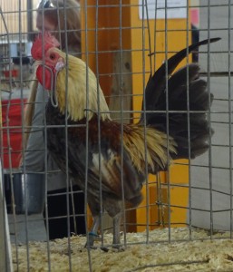 ROOSTER