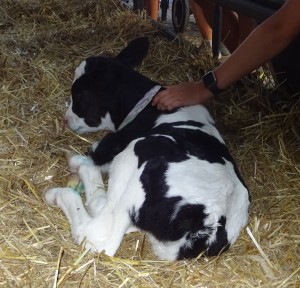 CALF PET