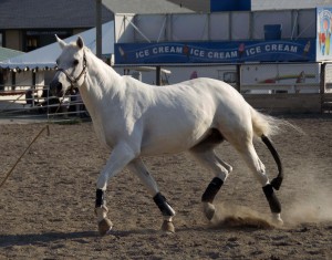 WHITE BEAUTY 18