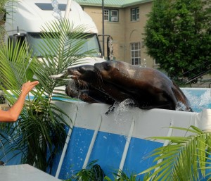 BARKING SEA LIONS 15