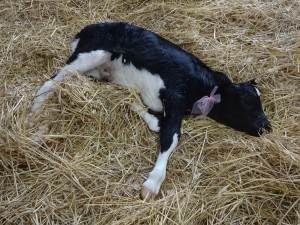 TIRED CALF