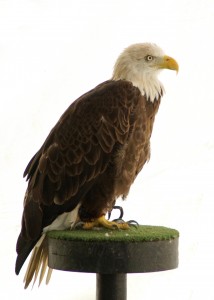 EAGLE