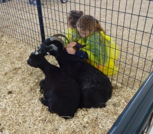 GOAT PET