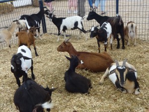 LOTSA GOATS