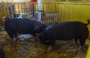 PIG TWINS