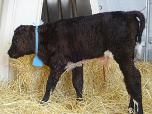 CALF